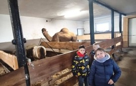 Alpakowy zawr&oacute;t głowy  6